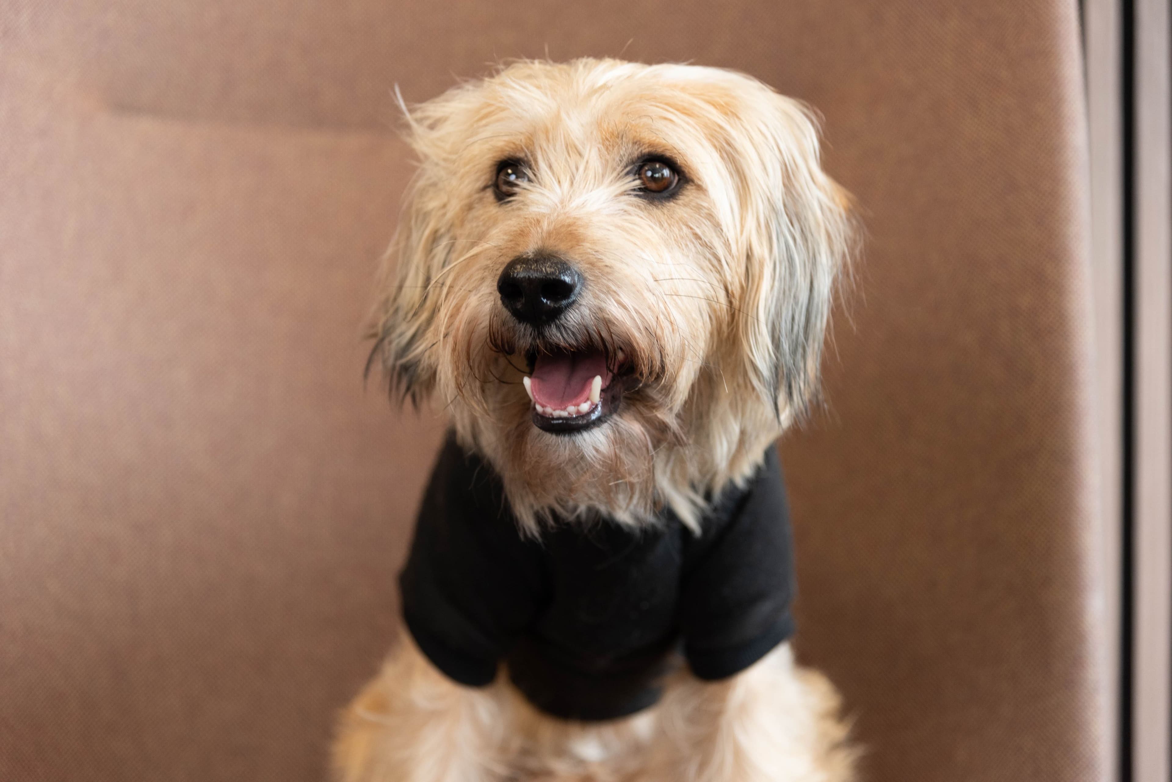 Ace, Hund bei InnoPeak